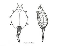 Triops000.jpg