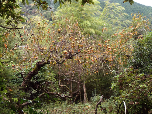 PA121385.jpg